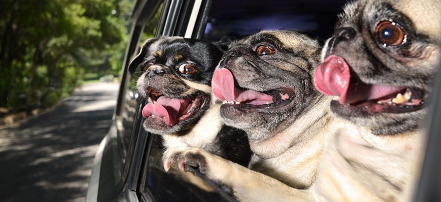 Jak przewozić psa w samochodzie, żeby był bezpieczny?