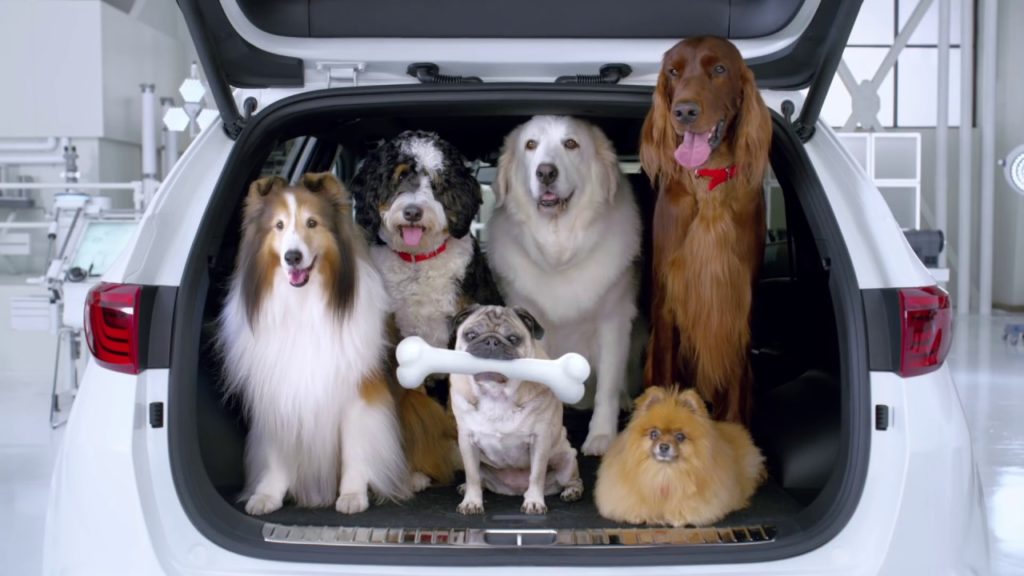 Jak należy przewozić psa samochodem?